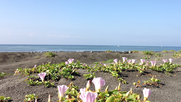 茅ヶ崎の浜昼顔