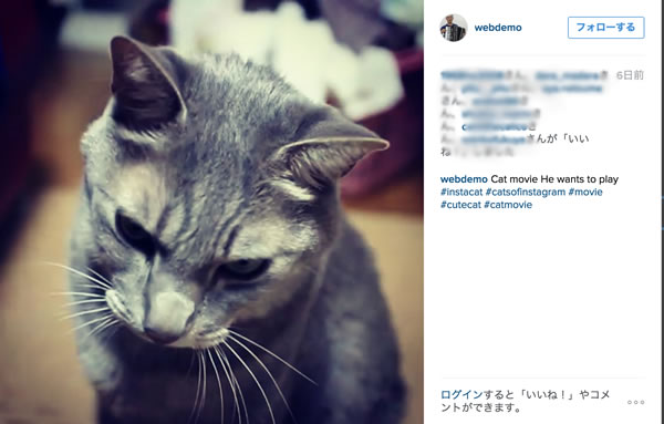 猫 インスタ 稼ぐ